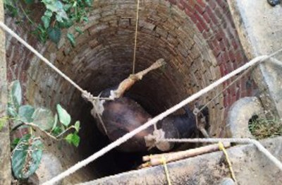 गोवंश की दुर्गति, कुएं में गिरकर व हादसे में मर रहा