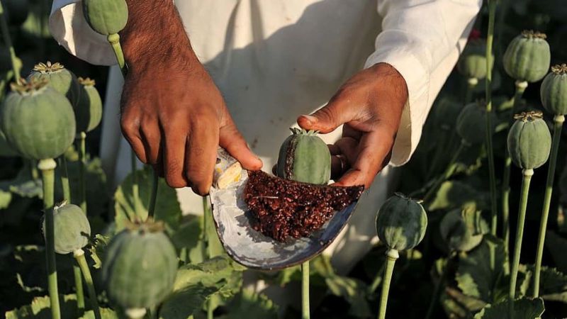 जोधपुर में तस्करों के विरुद्ध पुलिस एक्शन में, गांजा, डोडा, अफीम, एमडी सब मिले