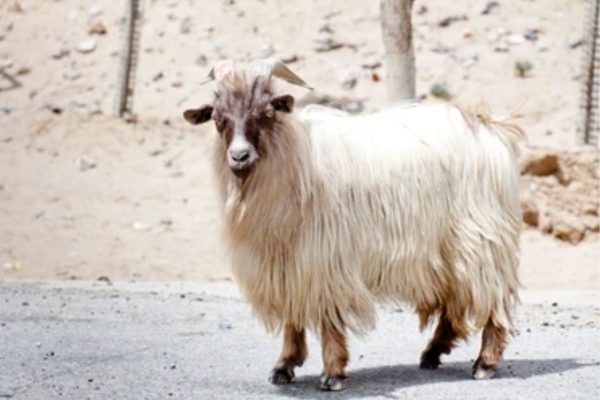 Chinese scientists clone Tibetan goats