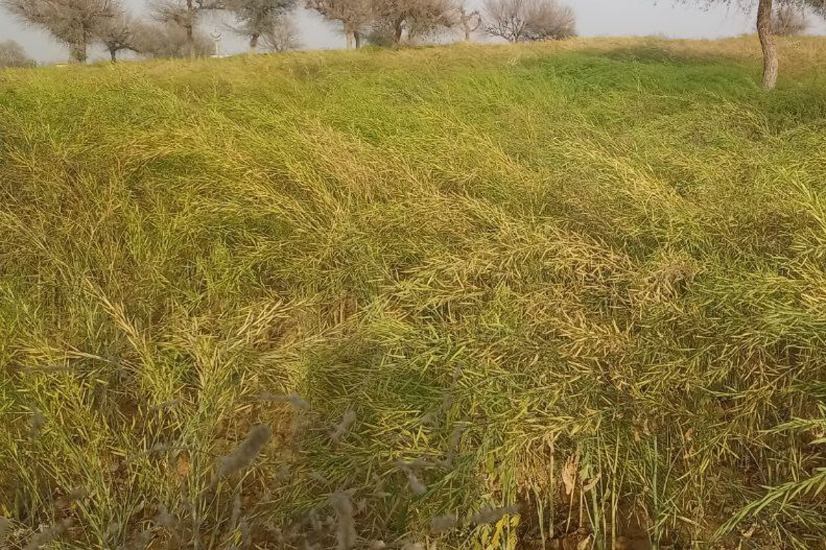 Government fixed MSP of wheat, mustard and gram