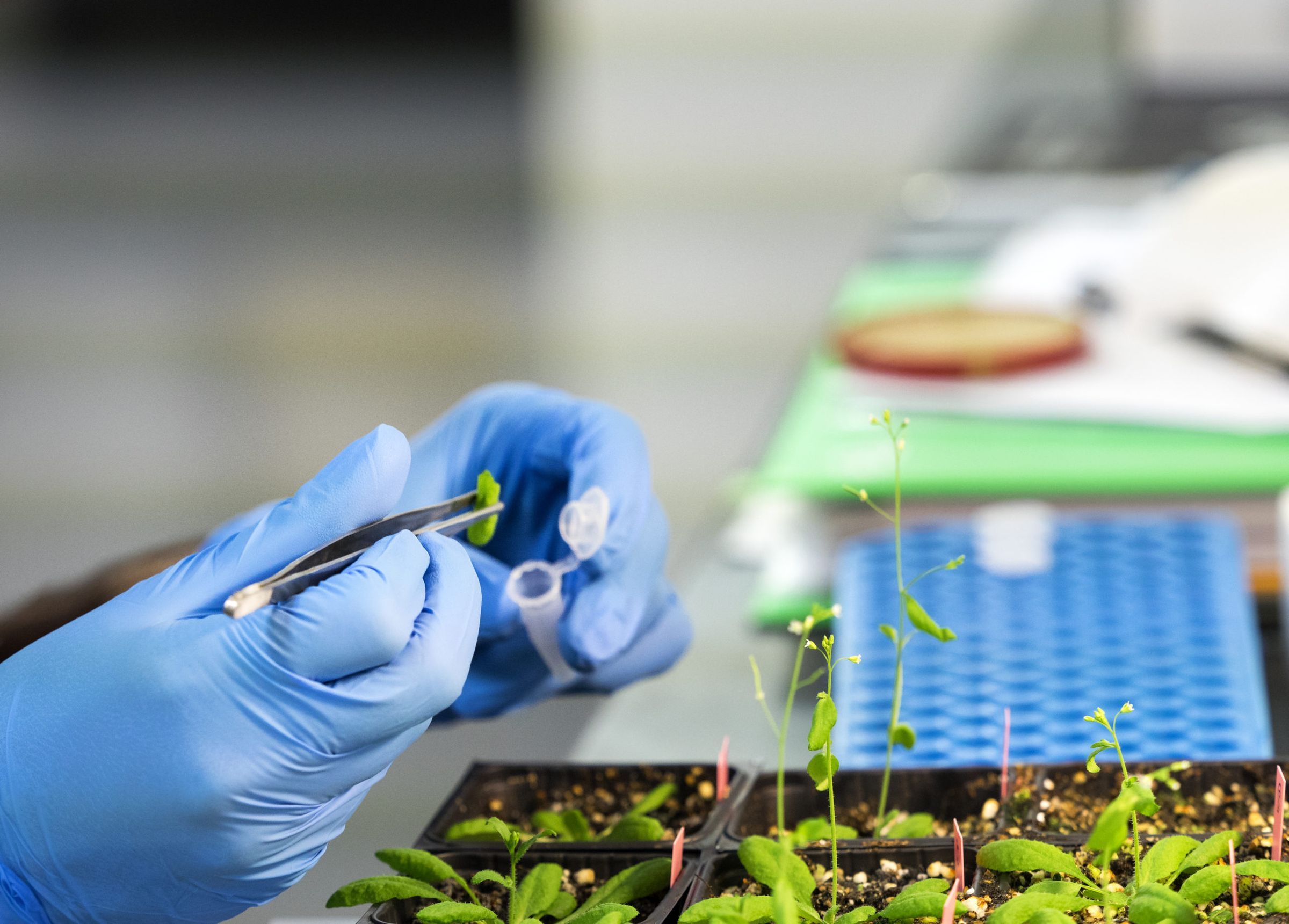 BIO AGENTS से नियंत्रित होगी बीमारियां, आसान होगा जीरा, मेथी, सौंफ का निर्यात