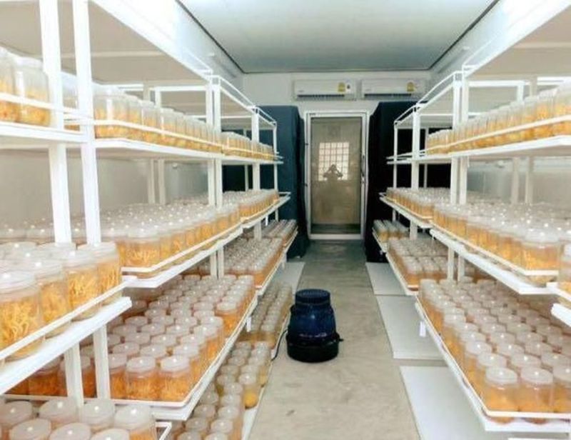 मिलिट्री मशरूम की खेती से लाखों का हो रहा मुनाफा