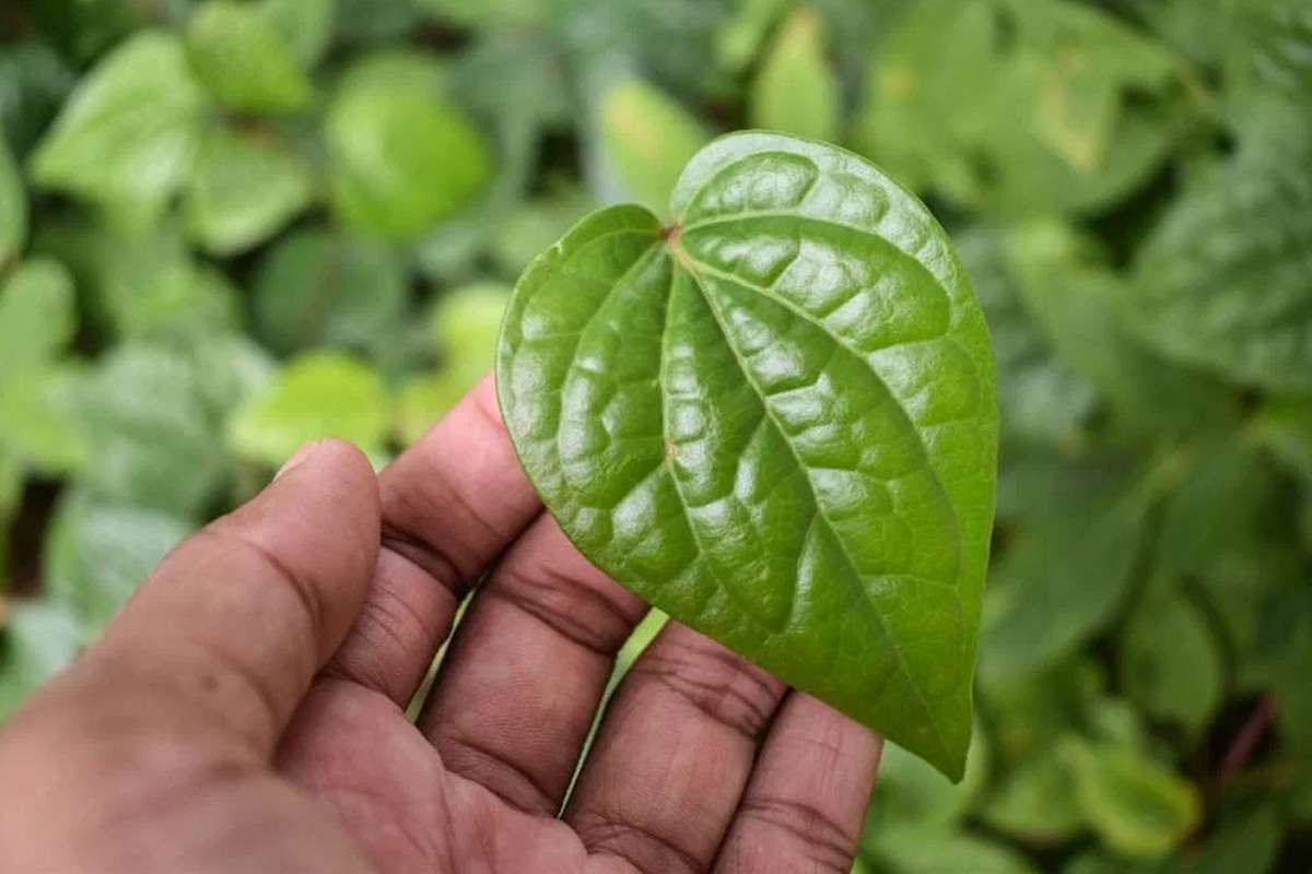 betel-leaves.jpg