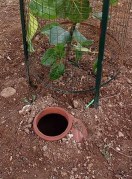 मटका पद्धति से रोपे गए पौधे