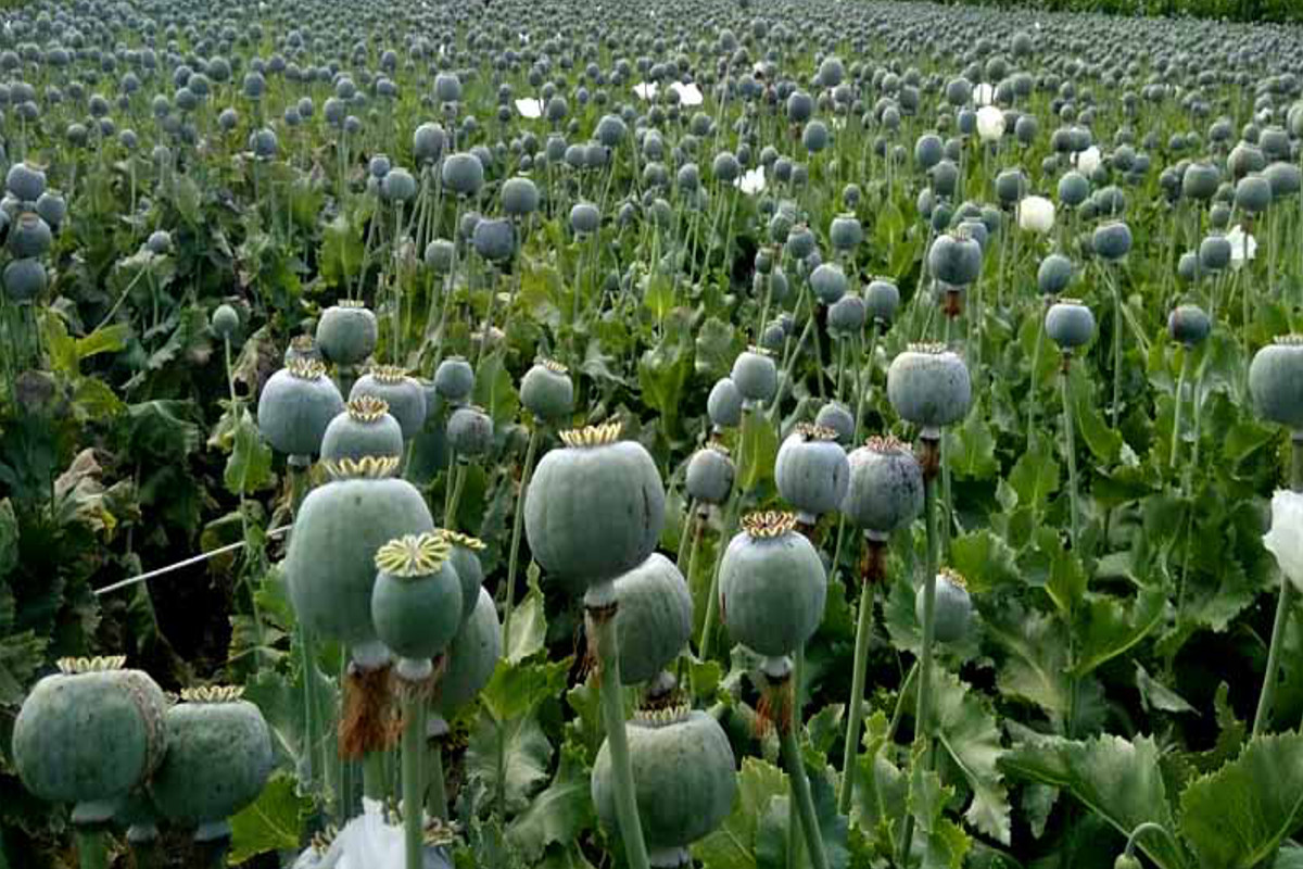 opium_smuggling_in_western_rajasthan.jpg
