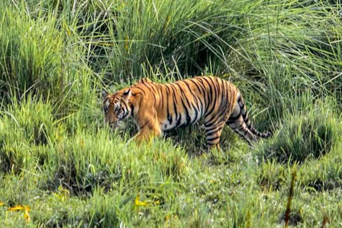 lok_sabha_elections_2024_pm_modi_assam_visit_kaziranga_national_park_tiger_reserve_.png