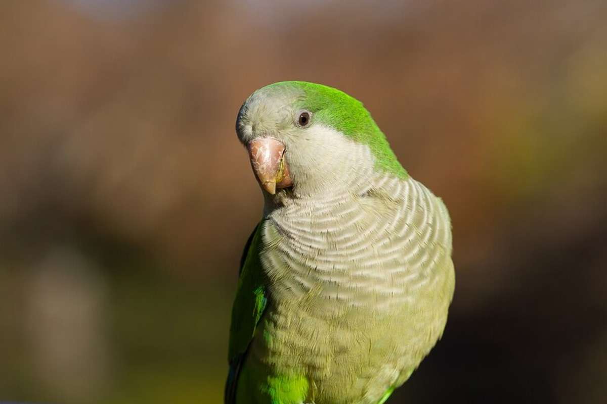 parrot-fever-europe.jpg