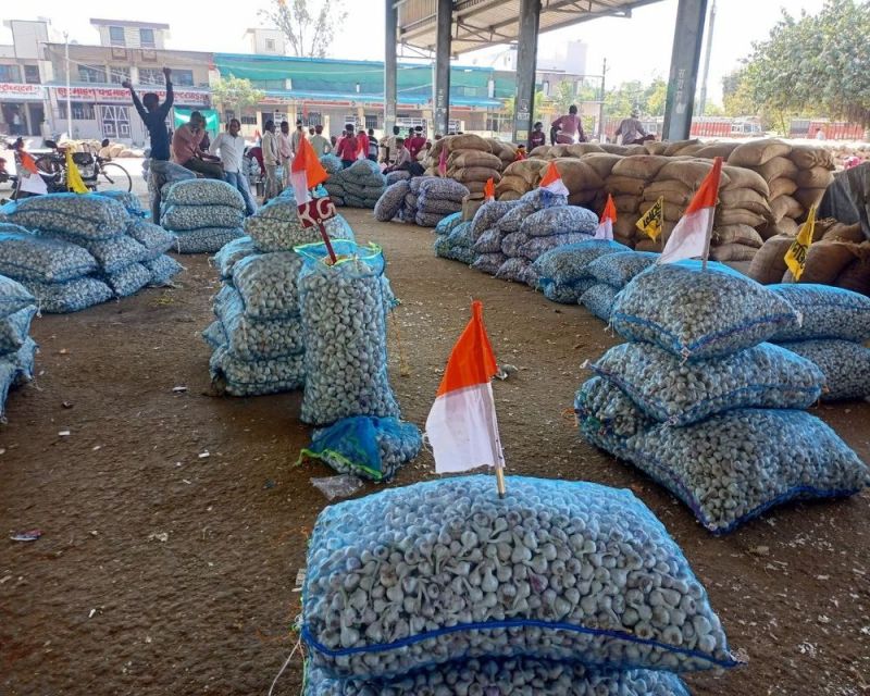 हाड़ौती में लहसुन की बम्पर पैदावार, भाव गिरे