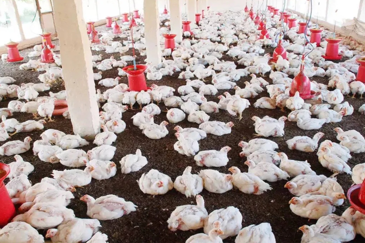 poultry_farm_bird_flu.jpg