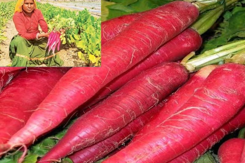 red radish benefits in hindi