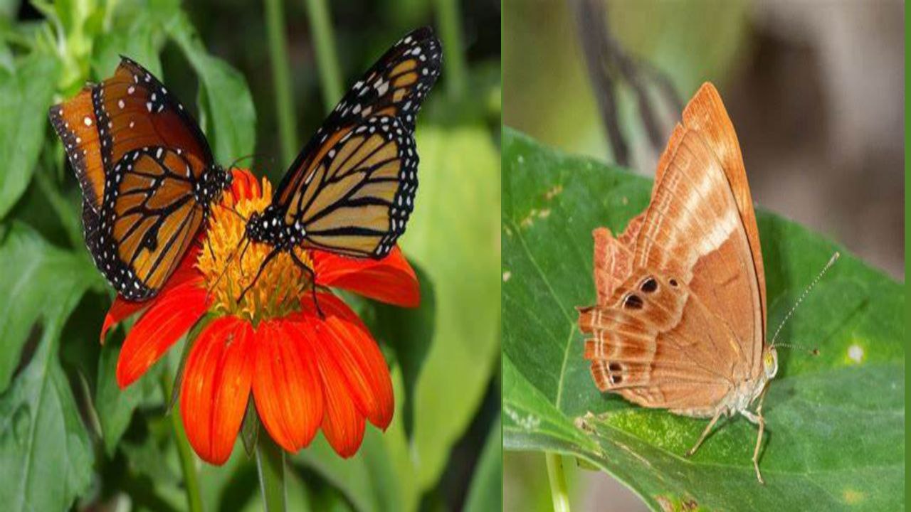 UP Species of butterflies