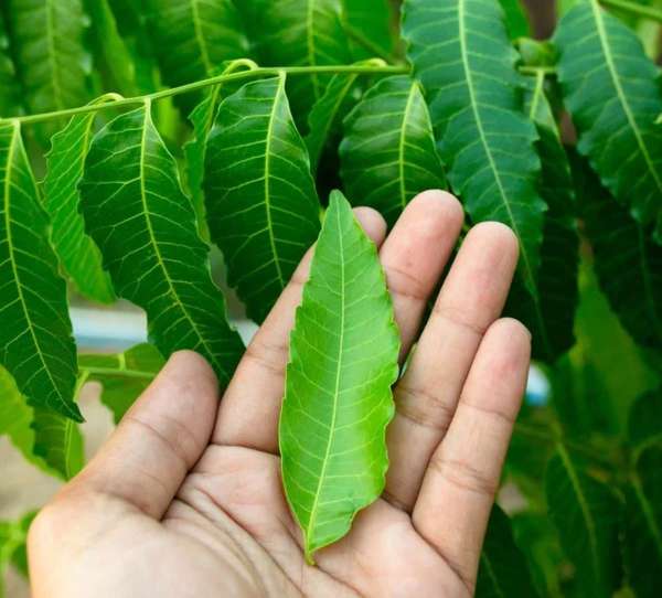 neem-leaf.jpg