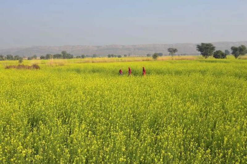 crops_in_rajasthan.jpg