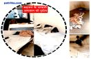 Video: Such condition of the hospital... Dogs resting on the beds of p
