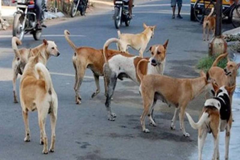 dogs In chhindwara