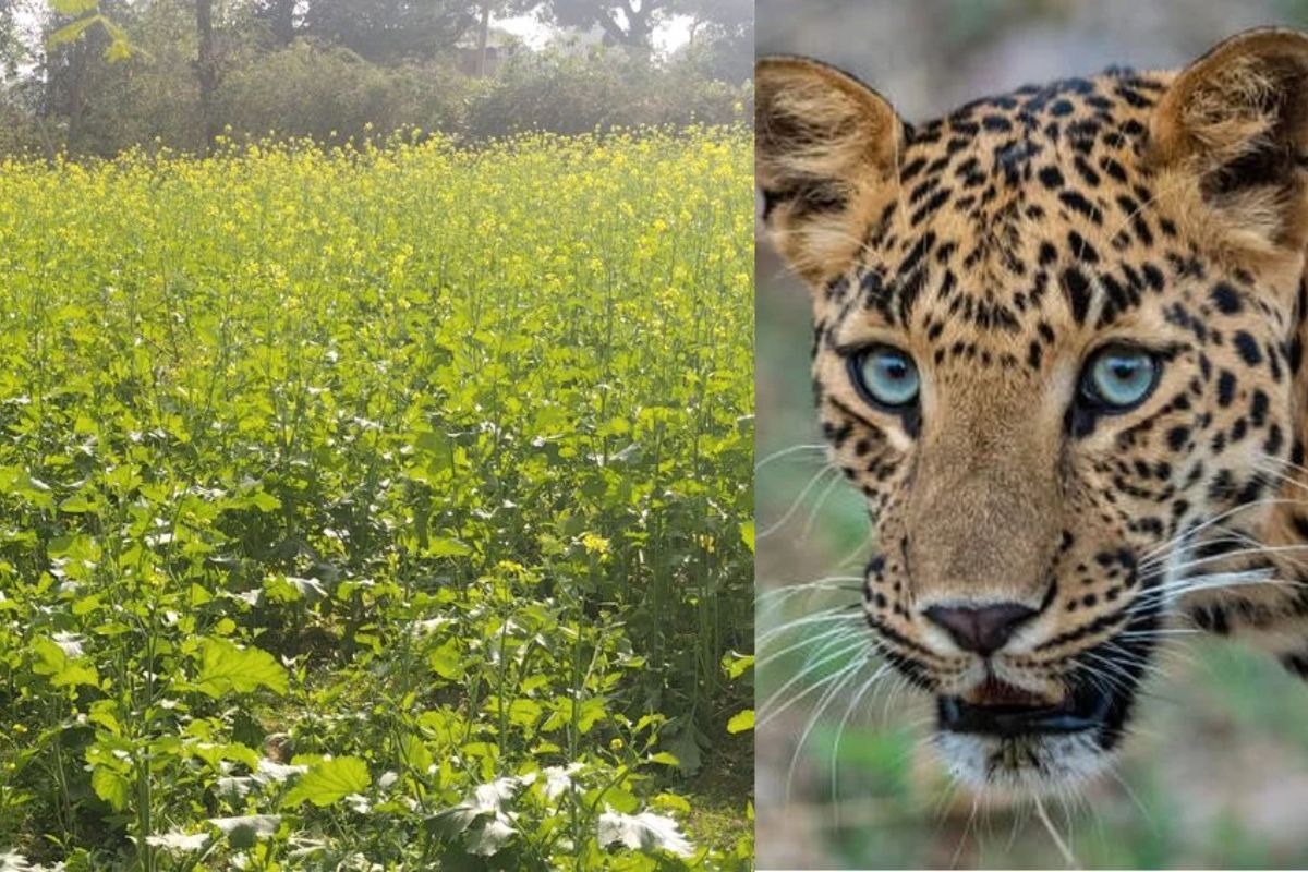 panther_was_hiding_among_the_crop_in_churu.jpg