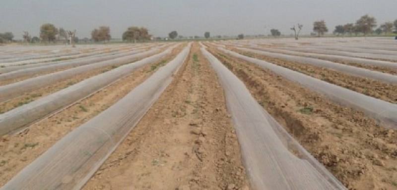 लो टनल तकनीक से हो रही सब्जियों की बम्पर पैदावार