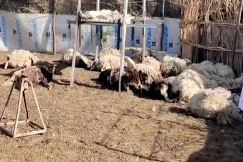 जानवर के हमले में एक बकरी व 33 भेड़ें बने काल का ग्रास