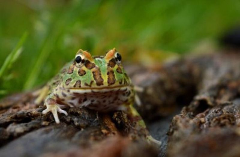 स्वाद के लिए मेंढकों की एशियाई प्रजातियों को खतरे में डाल रहा फ्रांस