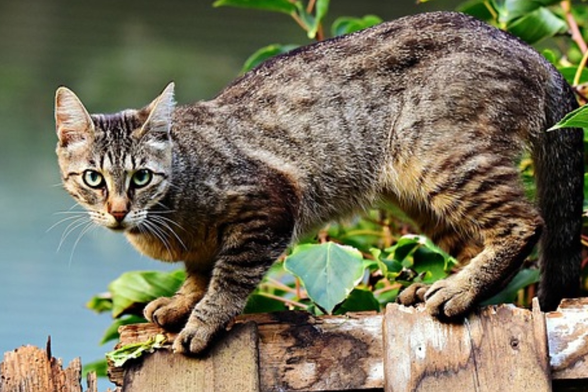 Cast iron cat at Rs 3500/piece  लोह की ढलाई in Moradabad