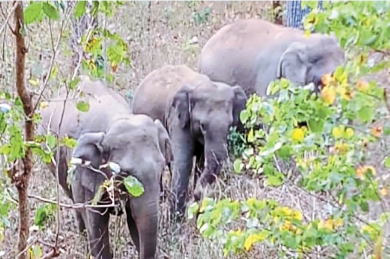 कर्नाटक, केरल, तमिलनाडु ने वन्यजीव संघर्ष के खिलाफ कसी कमर