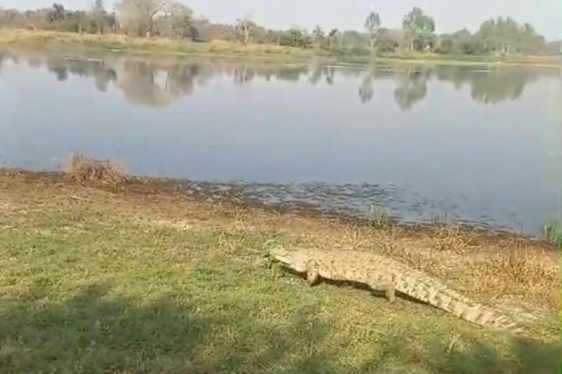 crocodile_seen_in_korba.jpg