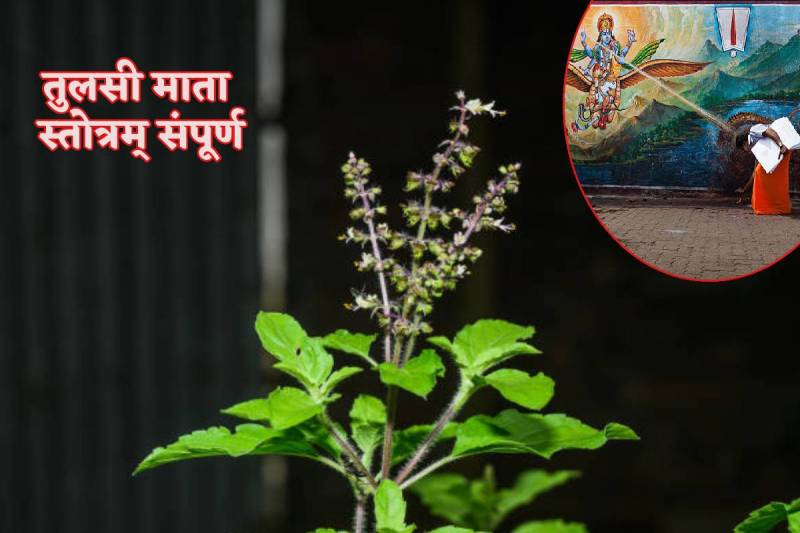 tulsi_mata_stotra_special_importance_in_kharmas.jpg