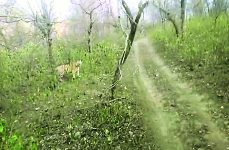 पंजाब के पर्यटकों को एसटी-9 के हुए दीदार