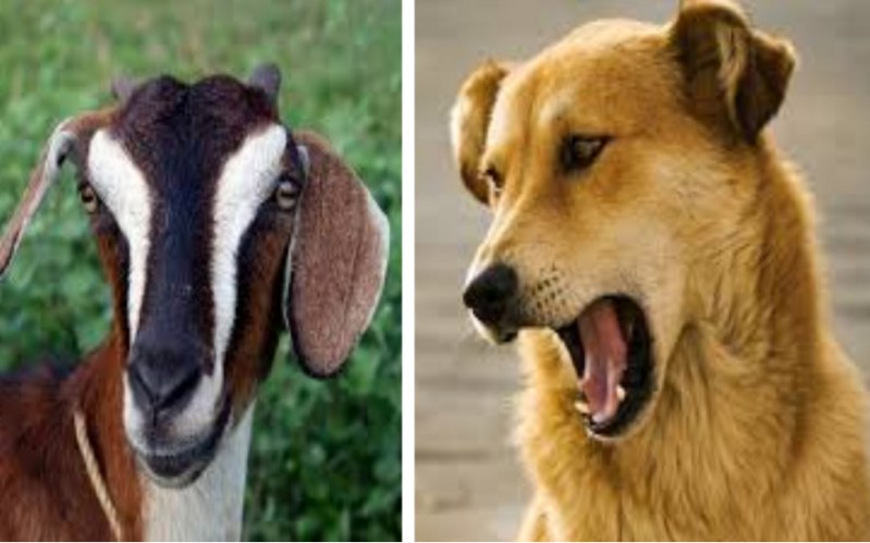 पालतू कुत्ते ने बकरे को काटा तो नाराज पड़ोसी ने महिला के घर में की तोडफ़ोड़, थाने पहुंचा मामला