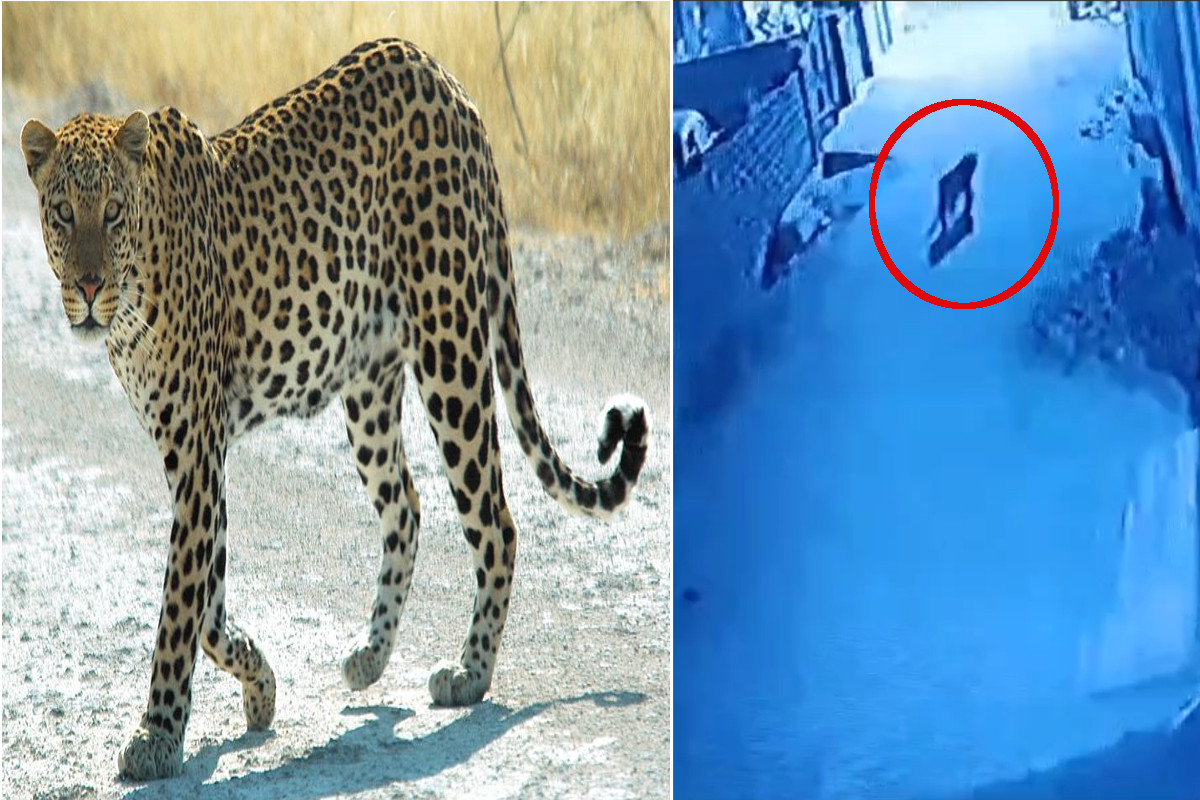 leopard_seen_in_sursagar_area_of_jodhpur.jpg