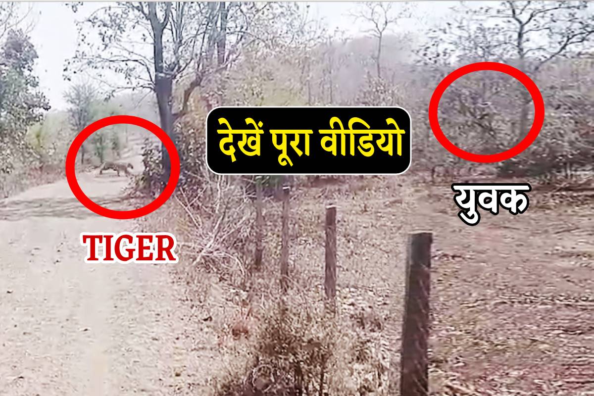 VIDEO : खेत जा रहे युवक को रास्ते में मिला TIGER, देखिए फिर क्या हुआ