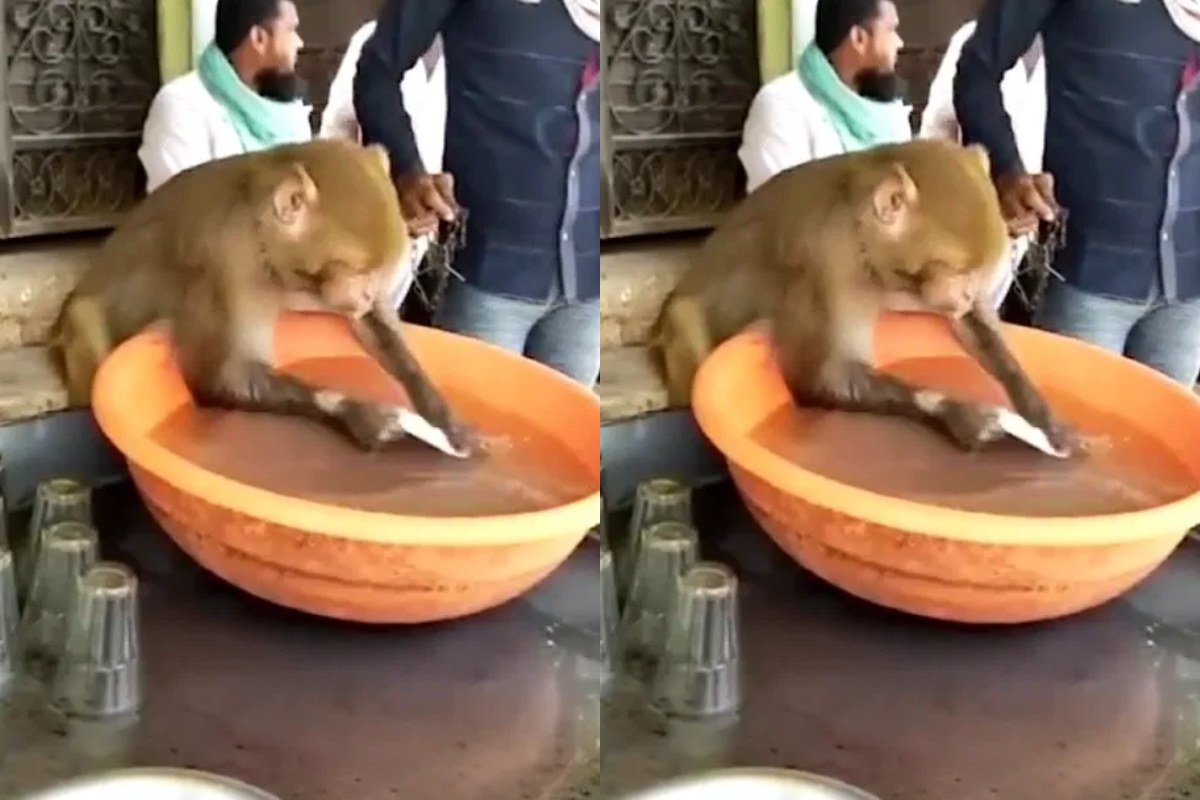 Video: चाय की दुकान पर बंदर धोने लगा बर्तन, नजारा देख हैरान हुए लोग