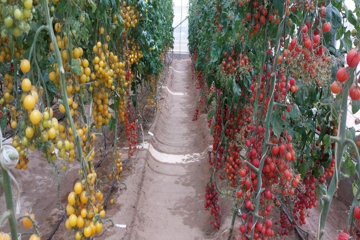 hydropic_farming.jpg