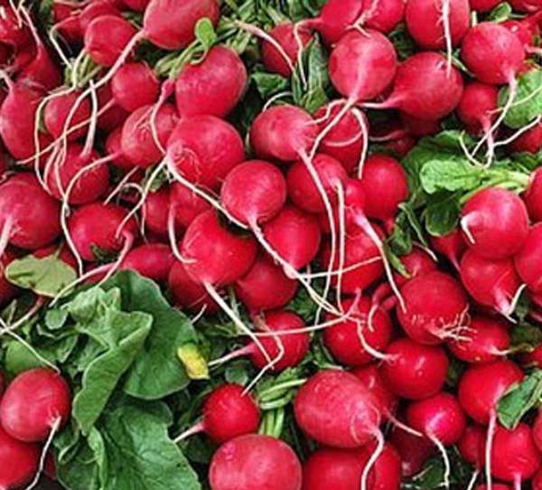 red-radish--for-weight-loss.jpg