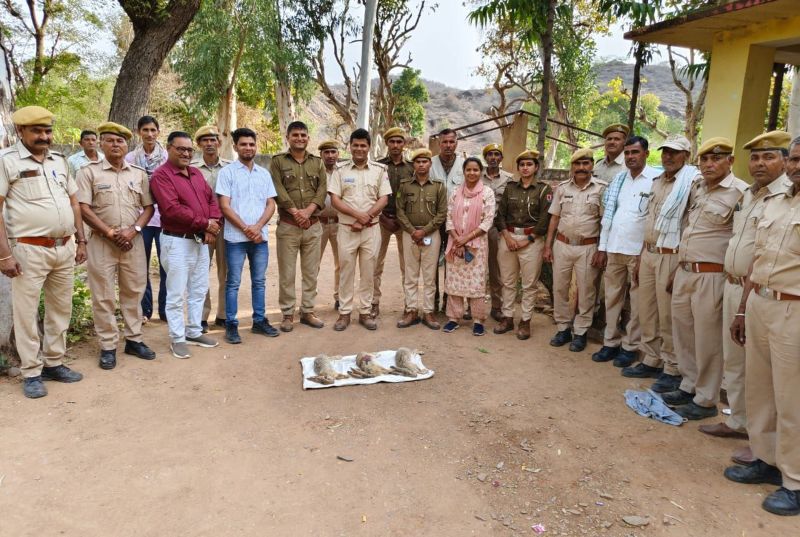 ranthambhore tigter Century