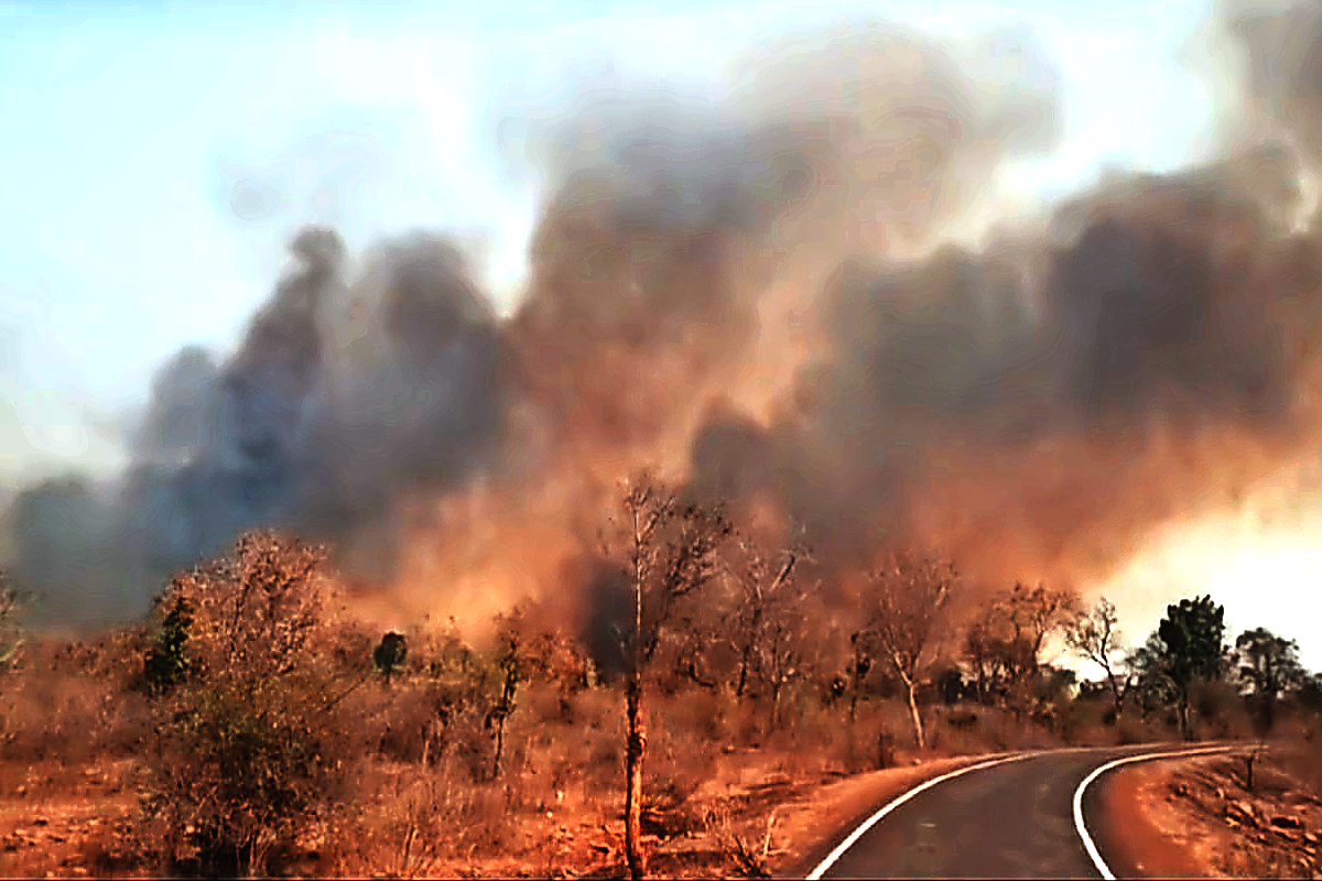 fire in panna tiger reserve
