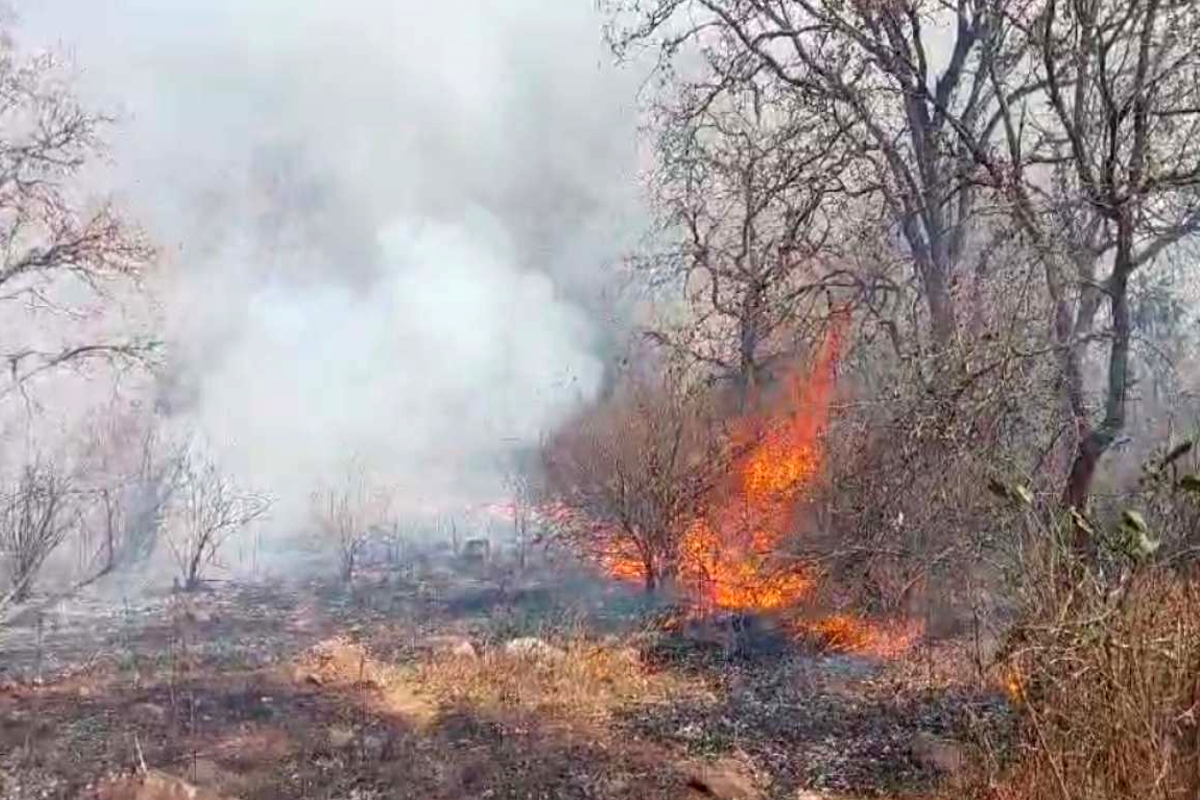 fire in panna tiger reserve