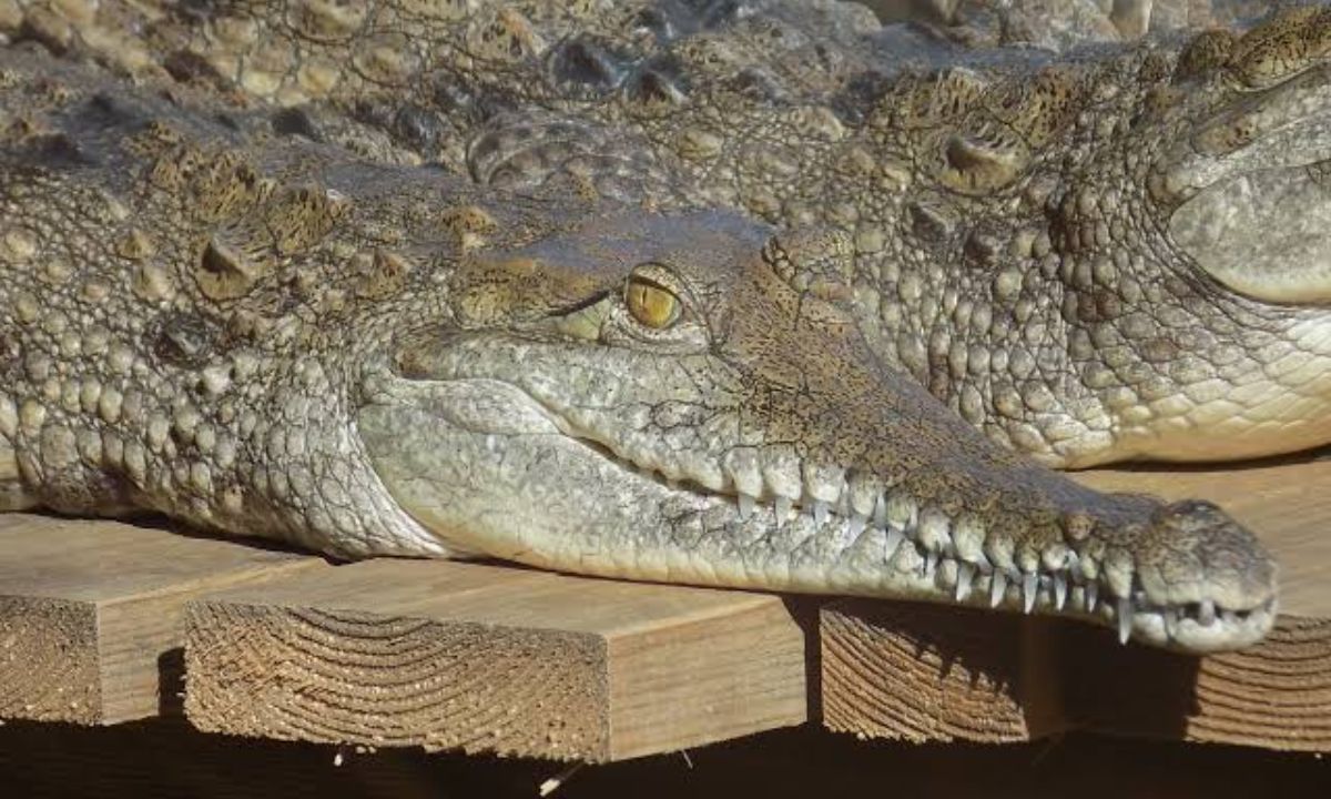 crocodiles.jpg