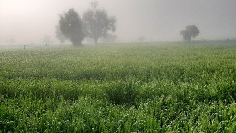 जैविक पद्धति से काले गेहूं की खेती