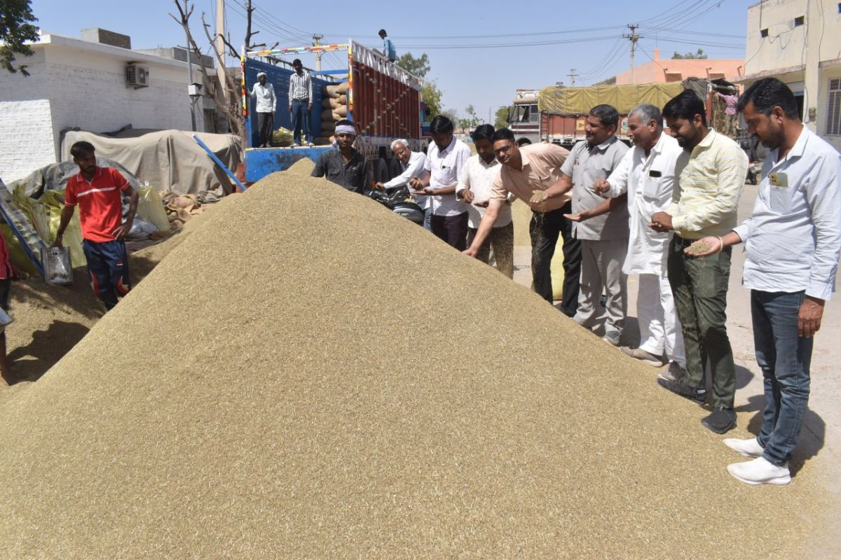 cumin_crop.jpg