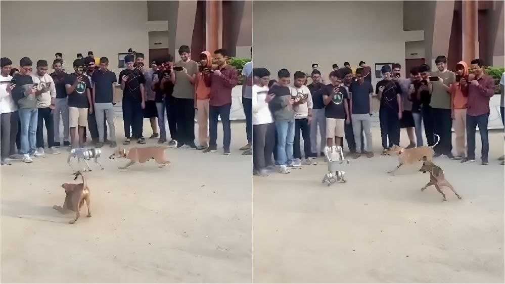 वीडियो: कानपुर आईआईटी में रोबोट कुत्ता का सामना आवारा कुत्तों से, वीडियो वायरल