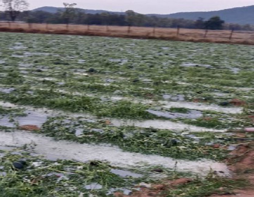 Heavy damage of crops in rain and hailstorm