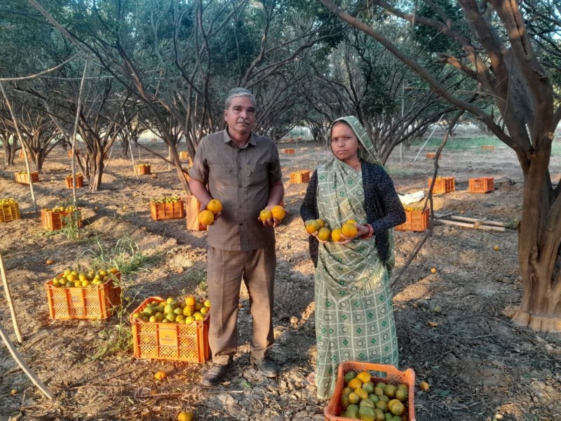 गौ-मूत्र का करें छिड़काव...कीट-रोग से होगा बचाव और मिलेगी अच्छी पैदावार