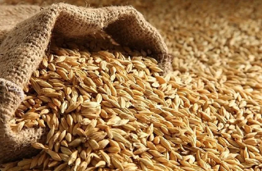 New crop started arriving in market, increase in barley prices