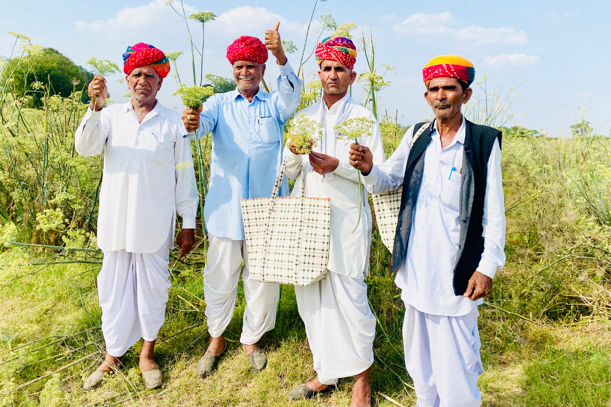 Saunf Ki Kheti: fennel farming farmers in rajasthan