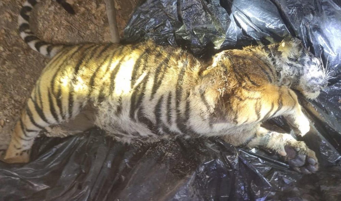 Forest staff engaged in investigation after dead bodies of two tiger cubs were found