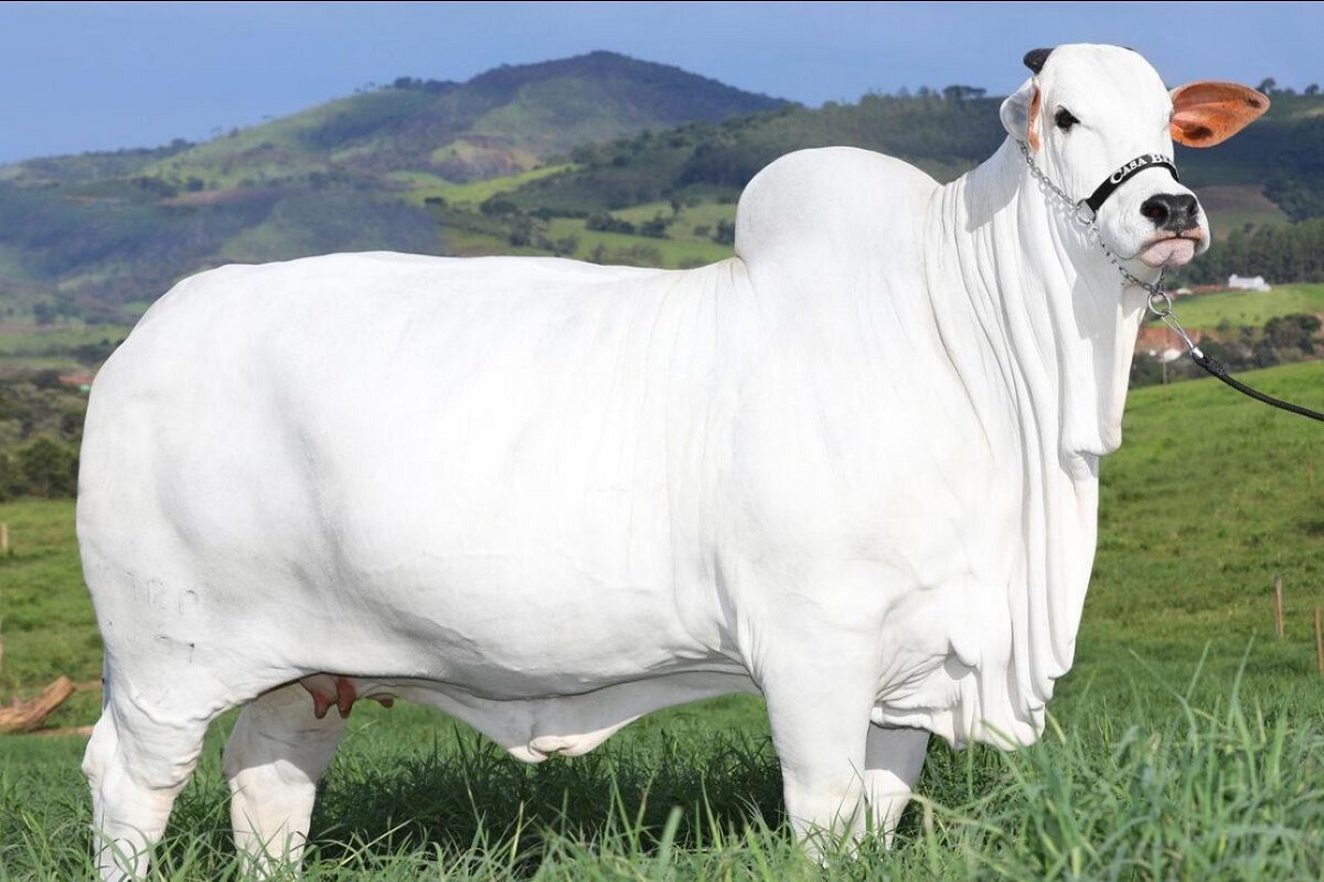 ब्राजील में 40 करोड़ में बिकी भारतीय नस्ल की गाय, पशुओं की नीलामी में नया
रेकार्ड