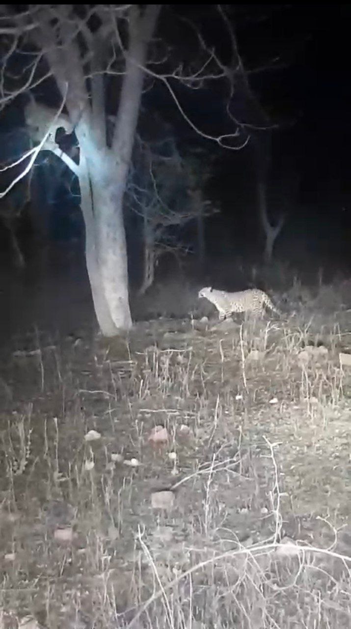 मडीखेड़ा डेम के पास तीन तेंदुओं ने मिलकर किया गाय का शिकार