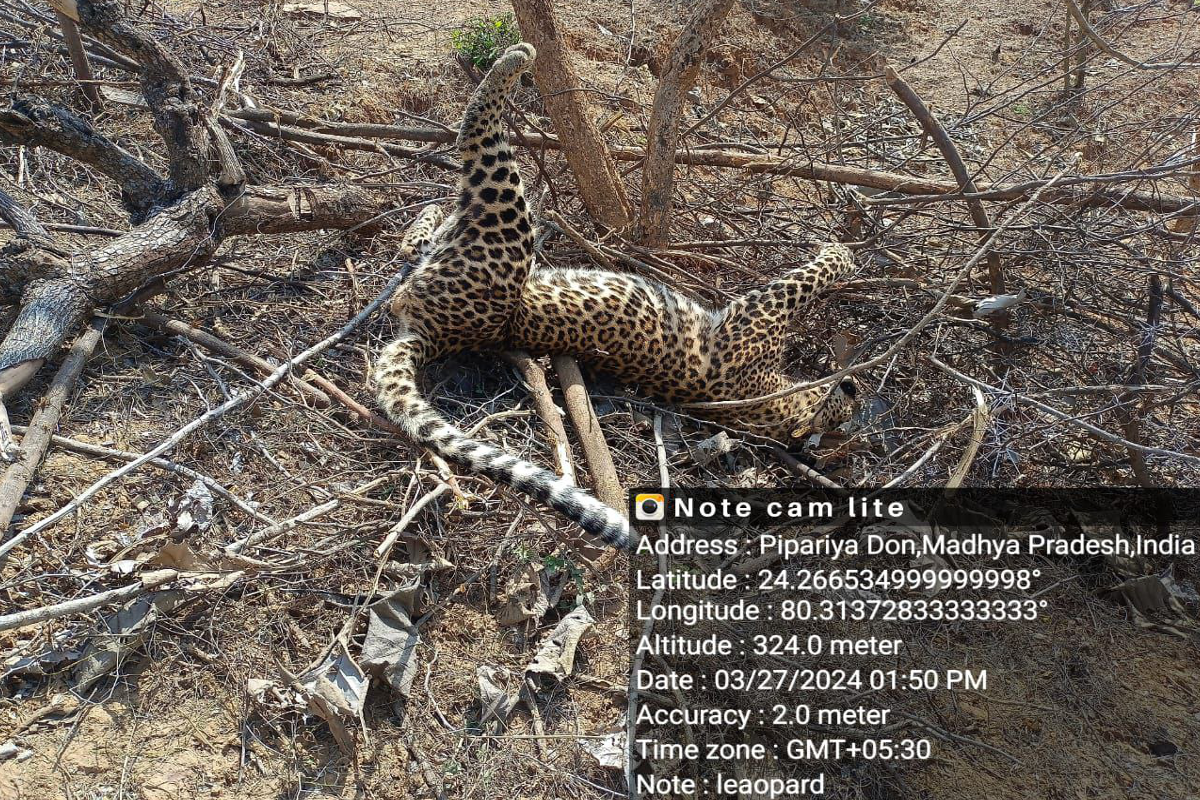 Leopard Deadbody Found in farm