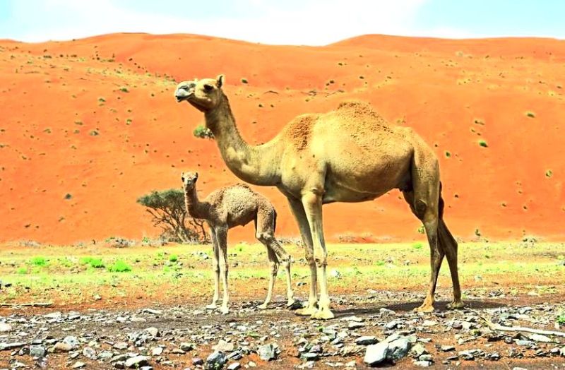 ऊंटों की तादाद बढ़ाने में जुटा पशुपालन विभाग